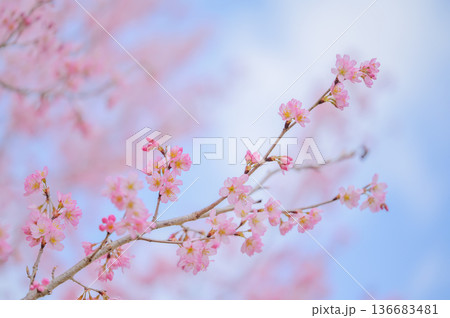 満開の桜と青空の背景素材 136683481