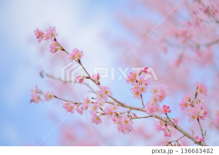 満開の桜と青空の背景素材 136683482