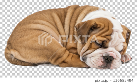 cute pug dog isolated on white 136683494