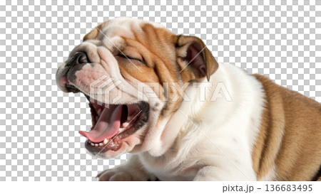 cute puppy dog isolated on white background 136683495