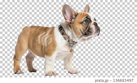 english bulldog puppy isolated on white background 136683497