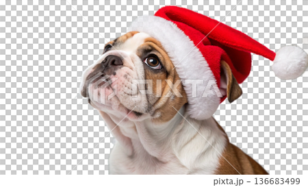 english bulldog puppy in hat 136683499