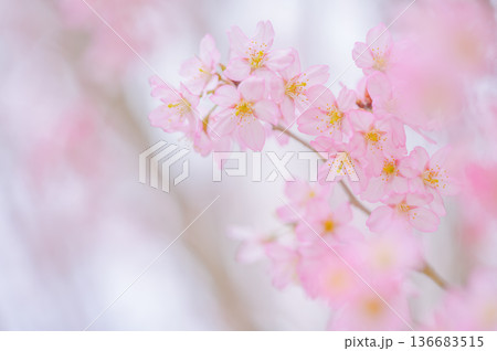 春を感じる淡色の桜の花 春を感じる淡色の桜の花 136683515