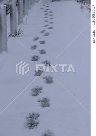 足あと(雪道) 足あと(雪道) 136683517