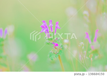 淡い背景に咲くホトケノザ 春の山野草 淡い背景に咲くホトケノザ 春の山野草 136684150