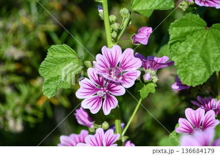 ウスベニアオイ　Common mallow 136684179