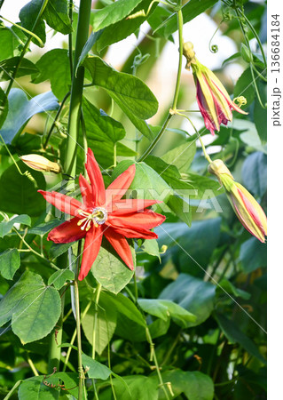 パッシフロラ・オークランディア Passion Flower 'Oaklandia' パッシフロラ・オークランディア Passion Flower 'Oaklandia' 136684184