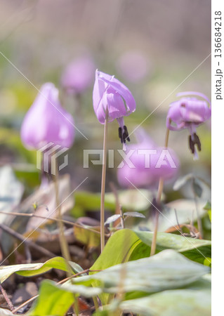 栃木県佐野市の万葉自然公園かたくりの里に咲くカタクリ 136684218