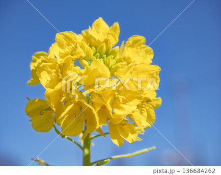春風に揺れる、青空と幸せ色の菜の花 春風に揺れる、青空と幸せ色の菜の花 136684262