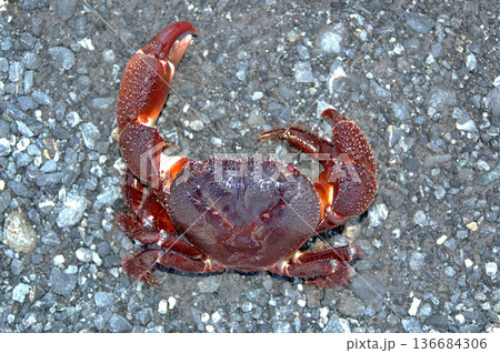 ツメが大きく、挟むと放さないイボイワオウギガニ 136684306