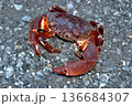 ツメが大きく、挟むと放さないイボイワオウギガニ 136684307