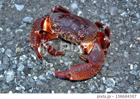 ツメが大きく、挟むと放さないイボイワオウギガニ 136684307
