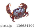 ツメが大きく、挟むと放さないイボイワオウギガニ 136684309