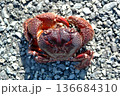 ツメが大きく、挟むと放さないイボイワオウギガニ 136684310
