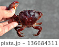 ツメが大きく、挟むと放さないイボイワオウギガニ 136684311