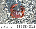 ツメが大きく、挟むと放さないイボイワオウギガニ 136684312