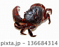 ツメが大きく、挟むと放さないイボイワオウギガニ 136684314