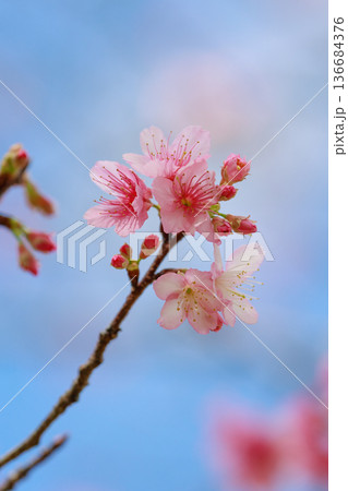 青空に咲く寒緋桜 青空に咲く寒緋桜 136684376