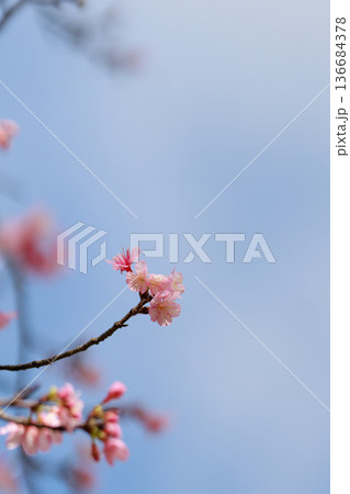 青空に咲く寒緋桜 青空に咲く寒緋桜 136684378
