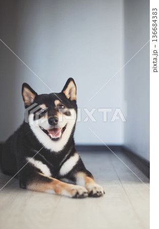 床に伏せて笑顔を見せる黒柴犬 136684383