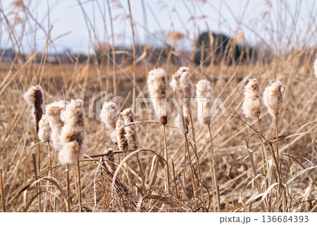 ガマの穂 136684393