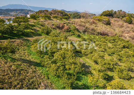 明日香村の柑橘園 奈良県 明日香村の柑橘園 奈良県 136684423