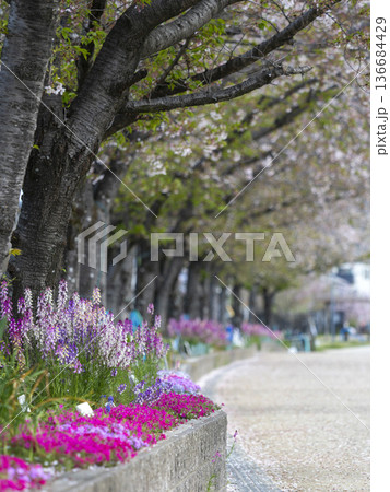 花壇に咲いた姫金魚草 136684429