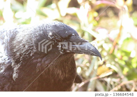 野鳥の顔 野鳥の顔 136684548