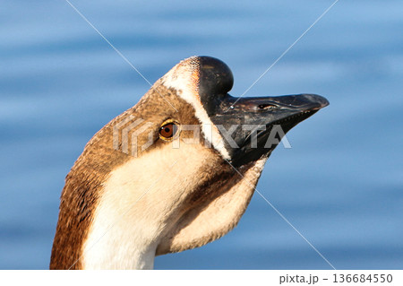 野鳥の顔 136684550