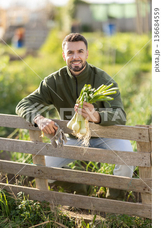 Young man harvesting green onions in garden Young man harvesting green onions in garden 136684559