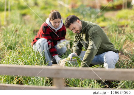 Farm couple working on green onions plantation, picking organic vegetables 136684560