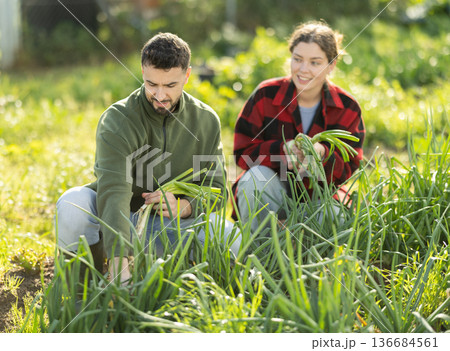 Young couple harvesting green onions in garden Young couple harvesting green onions in garden 136684561