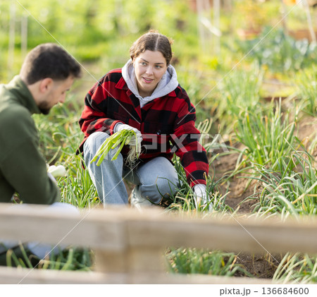 Farm couple working on green onions plantation, picking organic vegetables Farm couple working on green onions plantation, picking organic vegetables 136684600