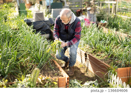 Elderly man harvesting green onions in garden 136684606