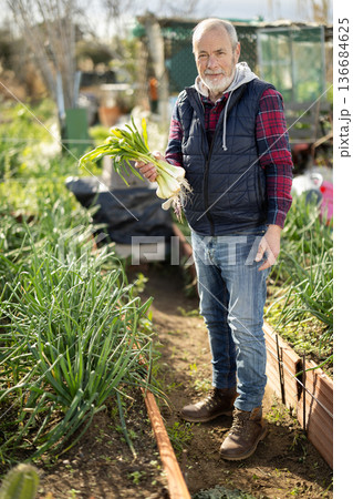 Mature man owner of plantation garden is resting standing after work and tasks Mature man owner of plantation garden is resting standing after work and tasks 136684625