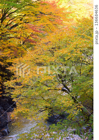 奥秩父 中津峡の紅葉 奥秩父 中津峡の紅葉 136684636
