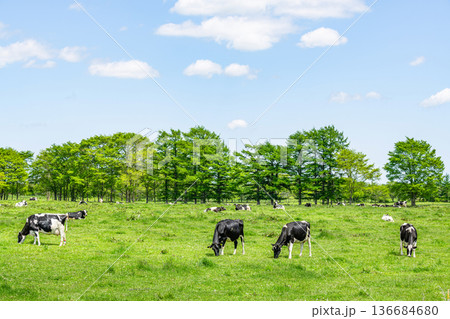 牧場で放牧されているホルスタイン（イメージ） 136684680
