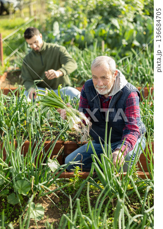 Male farmer harvesting green onion at plantation on sunny day Male farmer harvesting green onion at plantation on sunny day 136684705