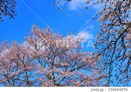 青空に映える桜　新治中央運動公園　群馬県利根郡　 136684876