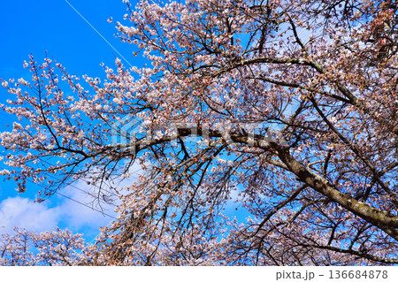 青空に映える桜 新治中央運動公園 群馬県利根郡 青空に映える桜 新治中央運動公園 群馬県利根郡 136684878