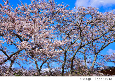 青空に映える桜　新治中央運動公園　群馬県利根郡　 136684948