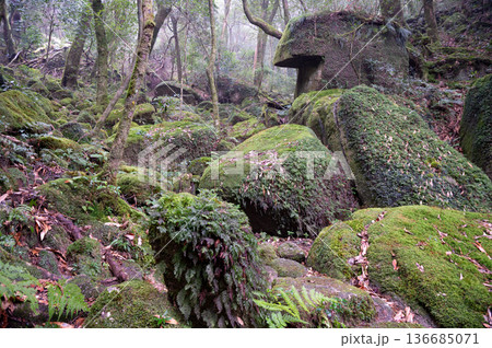 屋久島白谷雲水峡 苔が日本一美しい森(冬 屋久島白谷雲水峡 苔が日本一美しい森(冬 136685071