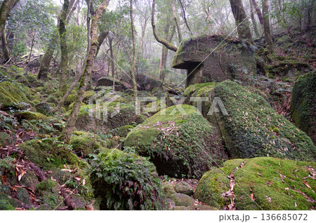 屋久島白谷雲水峡　苔が日本一美しい森(冬 136685072