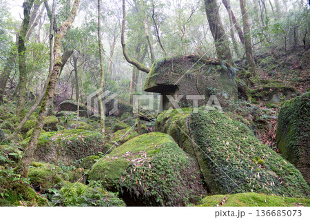 屋久島白谷雲水峡　苔が日本一美しい森(冬 136685073
