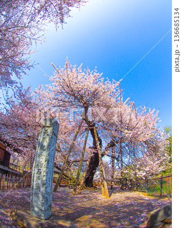 埼玉・北本市　東光寺の石戸蒲桜 136685134
