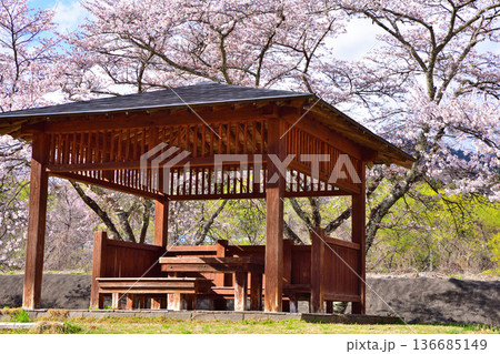 あずま屋　桜　新治中央運動公園　群馬県利根郡　 136685149