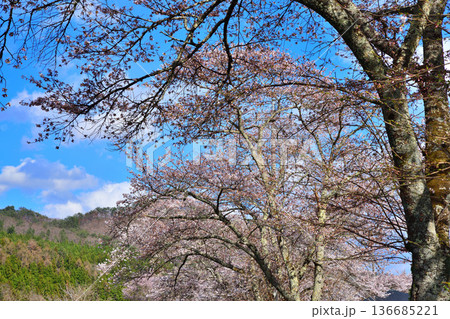 満開の桜　新治中央運動公園　群馬県利根郡　 136685221