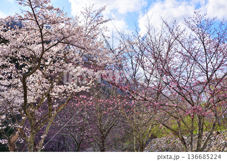 満開の桜　新治中央運動公園　群馬県利根郡　 136685224