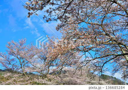 満開の桜　新治中央運動公園　群馬県利根郡　 136685284