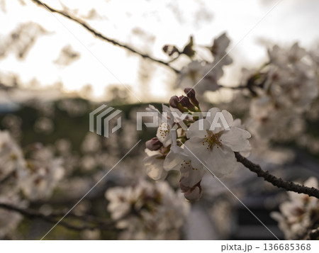夕闇に浮かぶ満開桜、春の夕暮れを彩る花びら 136685368